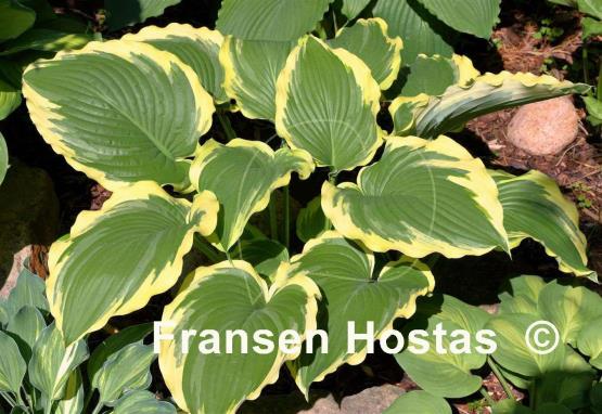 Hosta Lakeside Cindy Cee